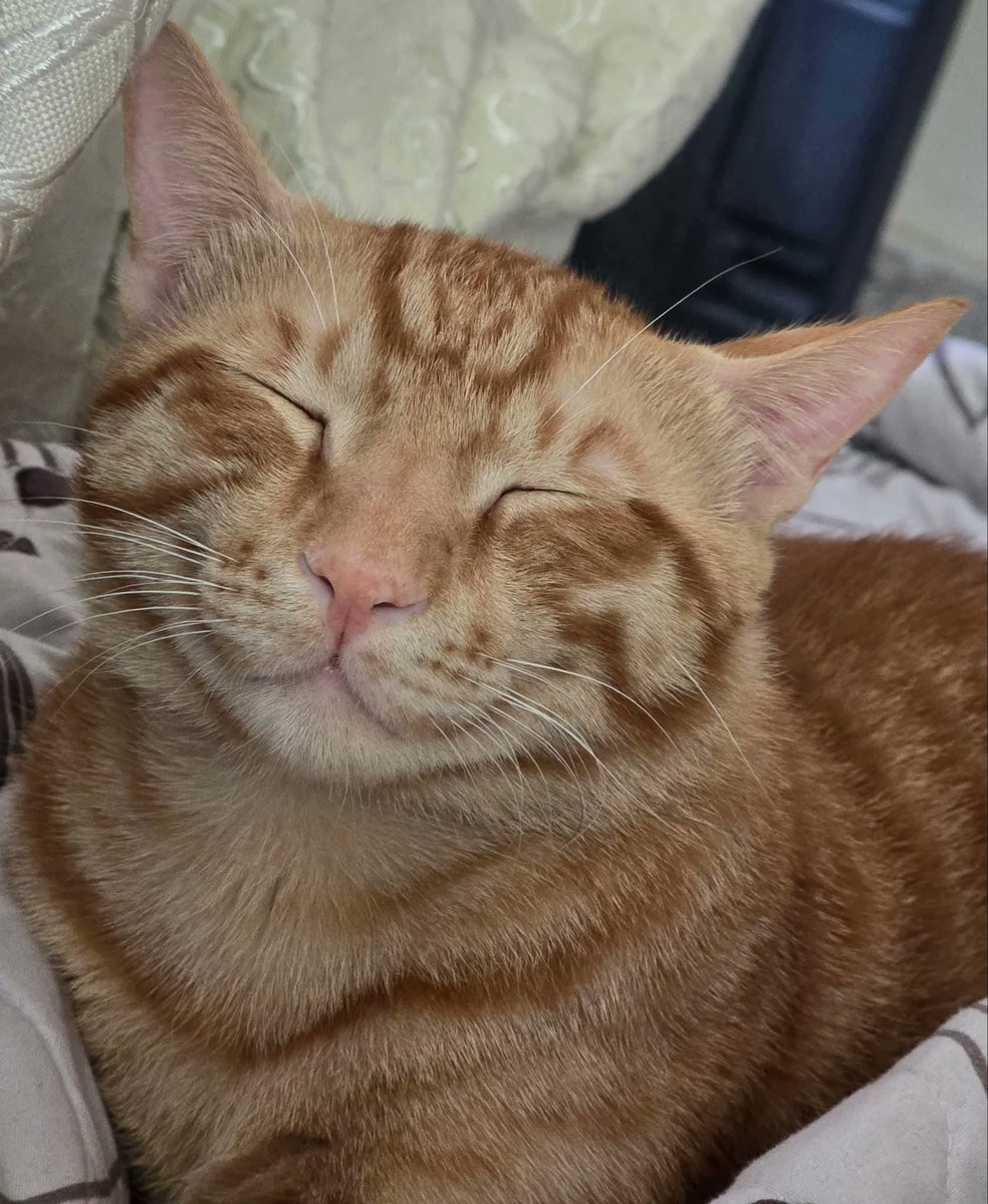 Sealophobia's tweet photo. boy why you so kitty https://t.co/3NiaHoeDcX