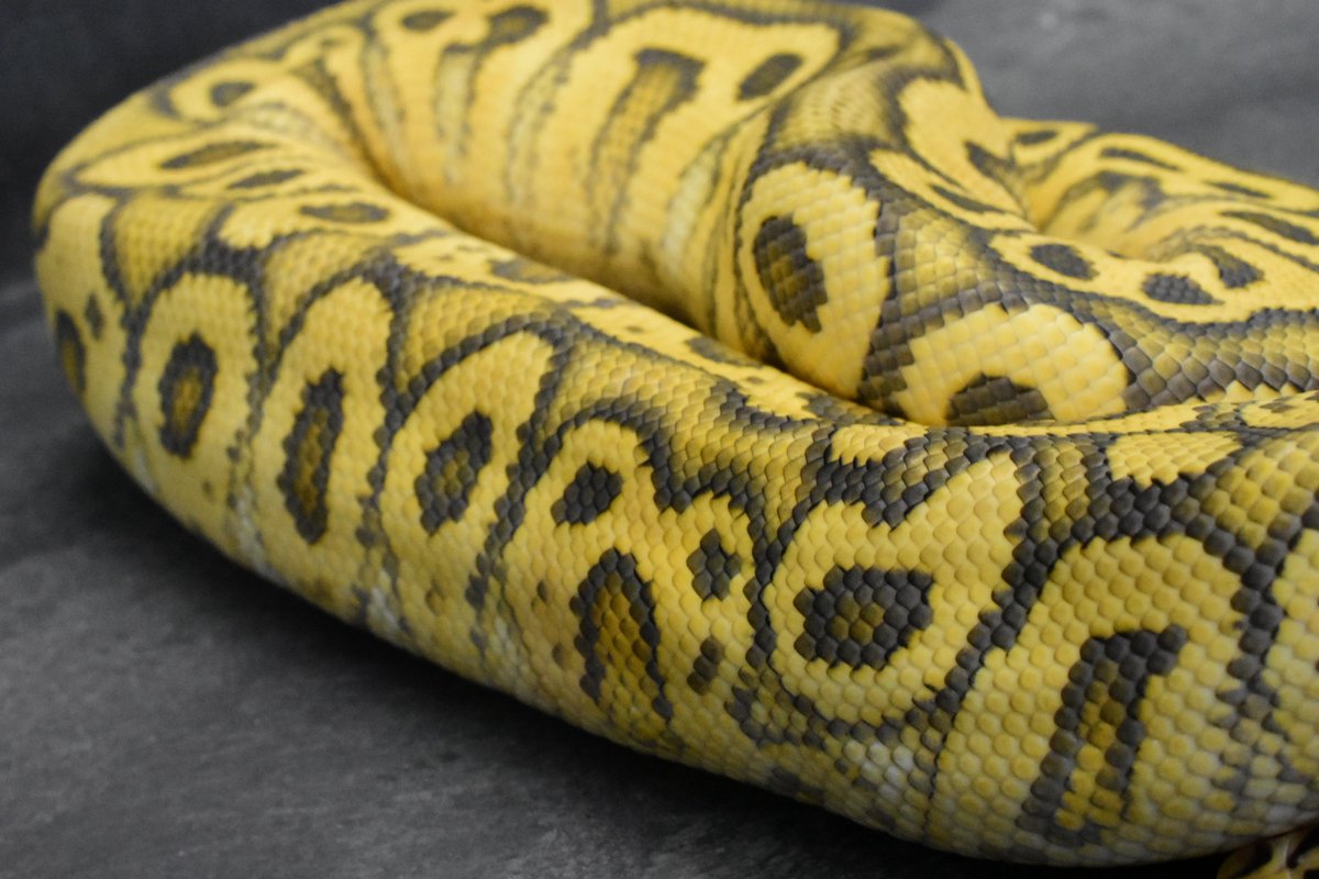 na___Python tweet picture