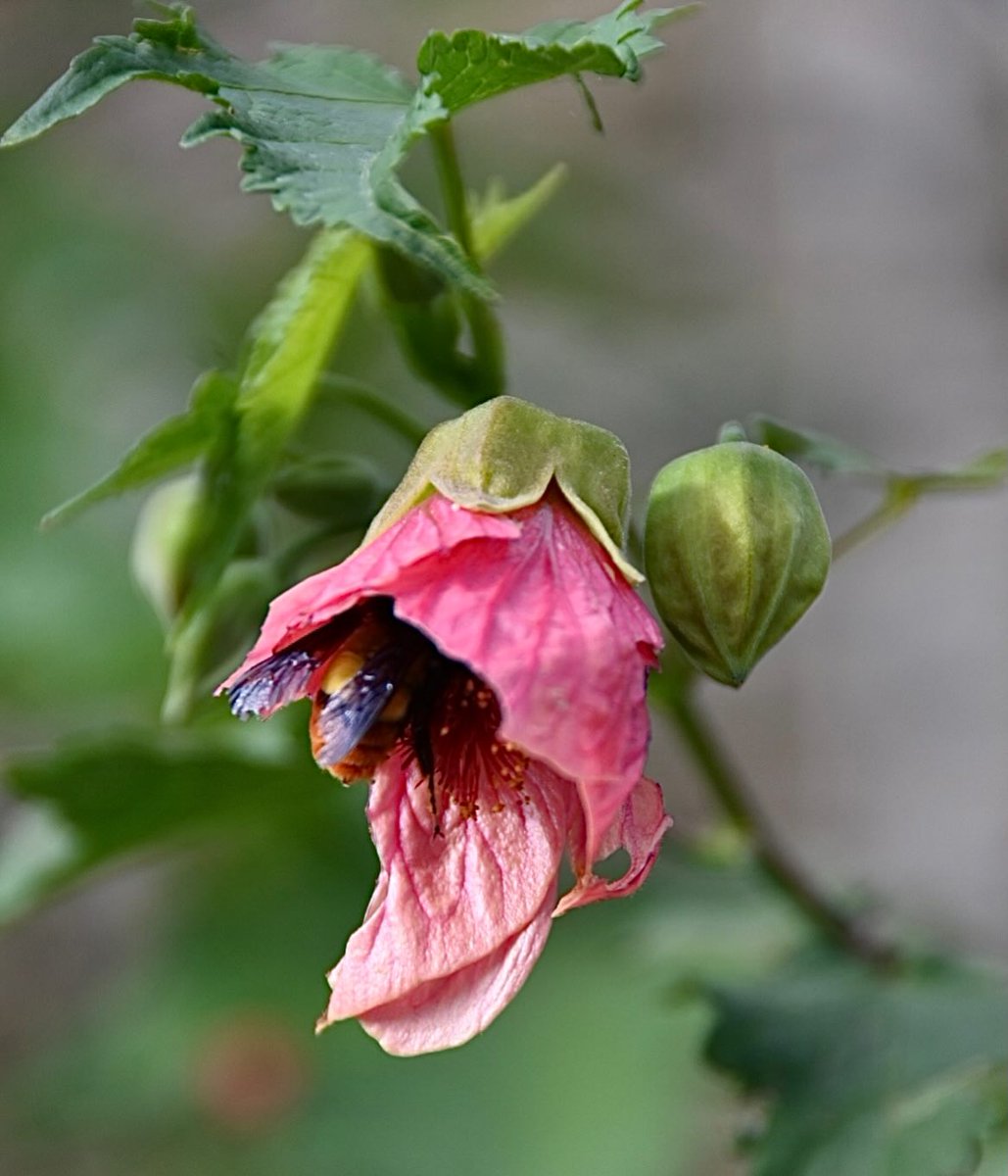 MyHomeqokPage's tweet photo. LIFE 🐝 #nikonzseries #bee #flower #hua https://t.co/CLrgIY5Y1a