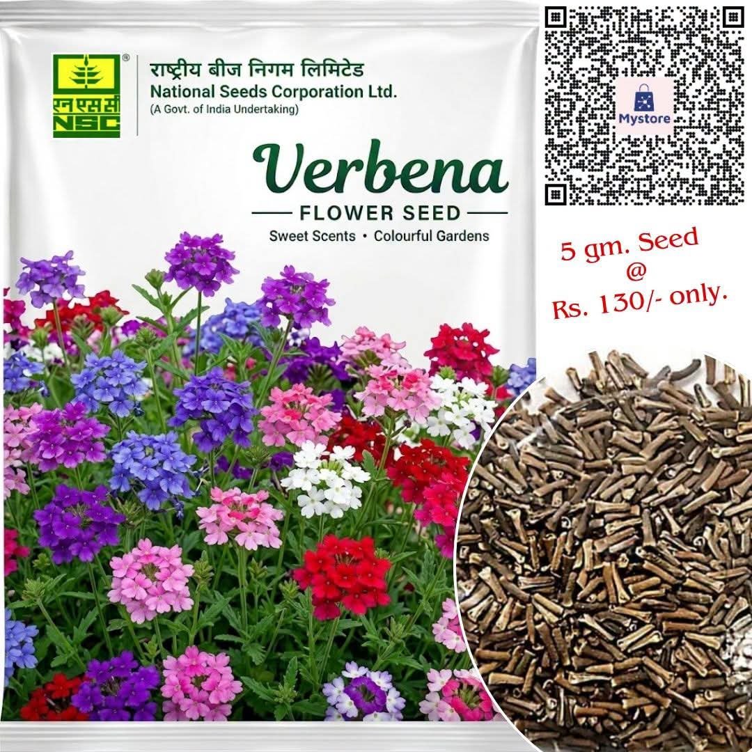 NSCLIMITED's tweet photo. 🌸Transform your garden into a vibrant paradise with Verbena Flowers!  

Order 5gm. seed from NSC's online store@ https://t.co/ZczIlcHzqi &amp; Fill your spaces with sweet scents and vibrant blooms or Verbena @ just ₹130/-.

#Verbena #FlowerSeeds #HomeGardening #VibrantBlooms https://t.co/RUie9PapqW