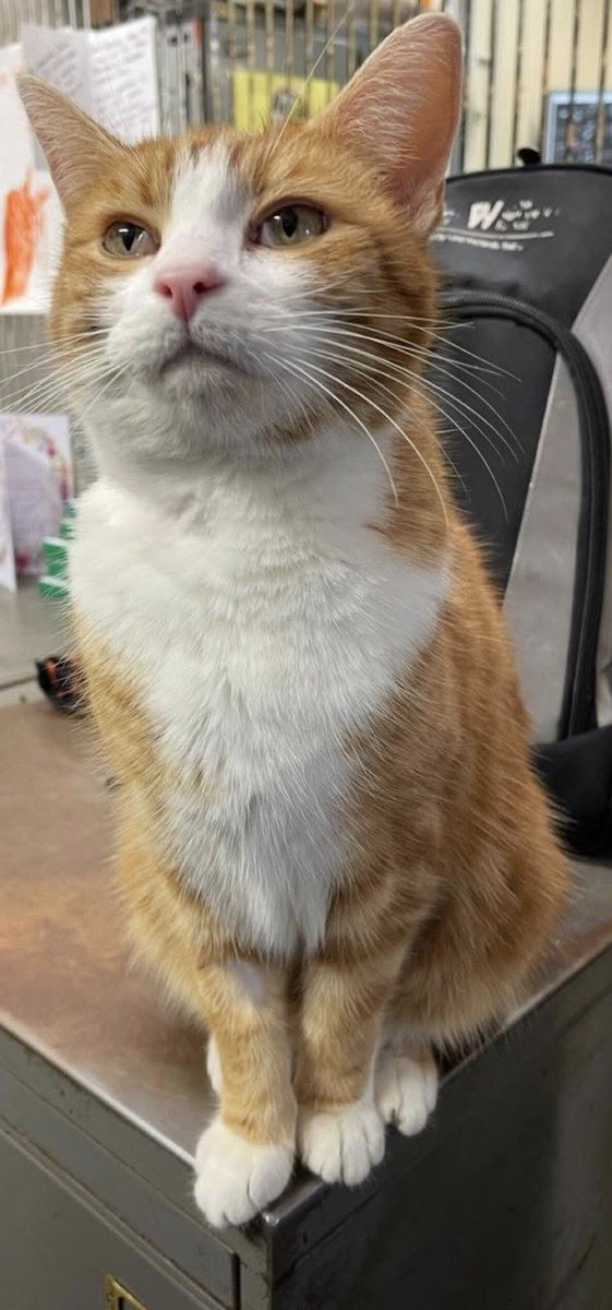 TheStourbridge's tweet photo. Good morning and welcome to tuna Tuesday

Spread kindness around like cat hair,  everywhere, on everything, and impossible to get rid of.

No surface should remain untouched. https://t.co/9pzXwPvDGj