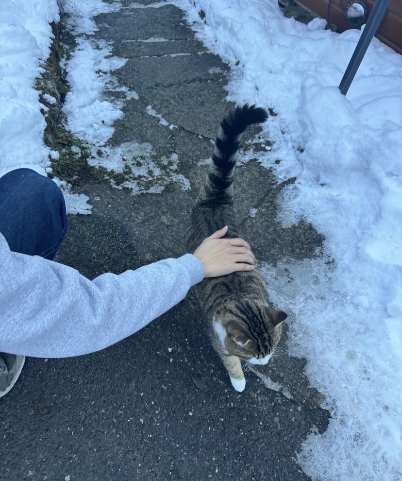CinthiaHar2m's tweet photo. My cat curled up on my lap as I worked today—this tiny purring bundle is all the energy boost I need. https://t.co/8Mbkt3HhrQ