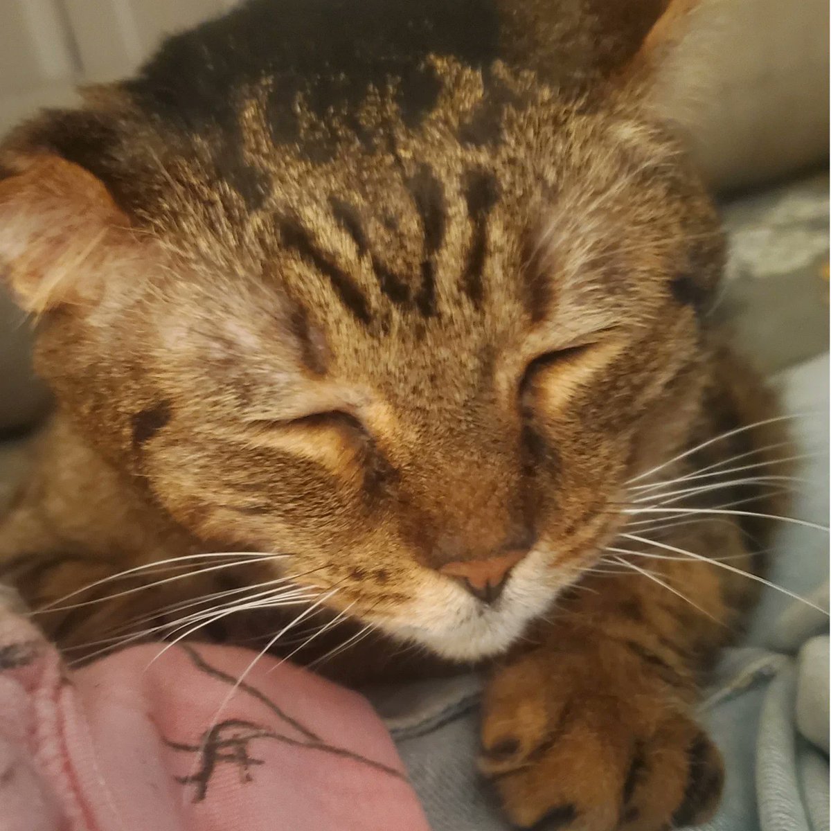 VerlieCooklae6's tweet photo. Gus is warm, safe, and cozy during the big freeze, snoring away. https://t.co/sPKpNRhyZ6