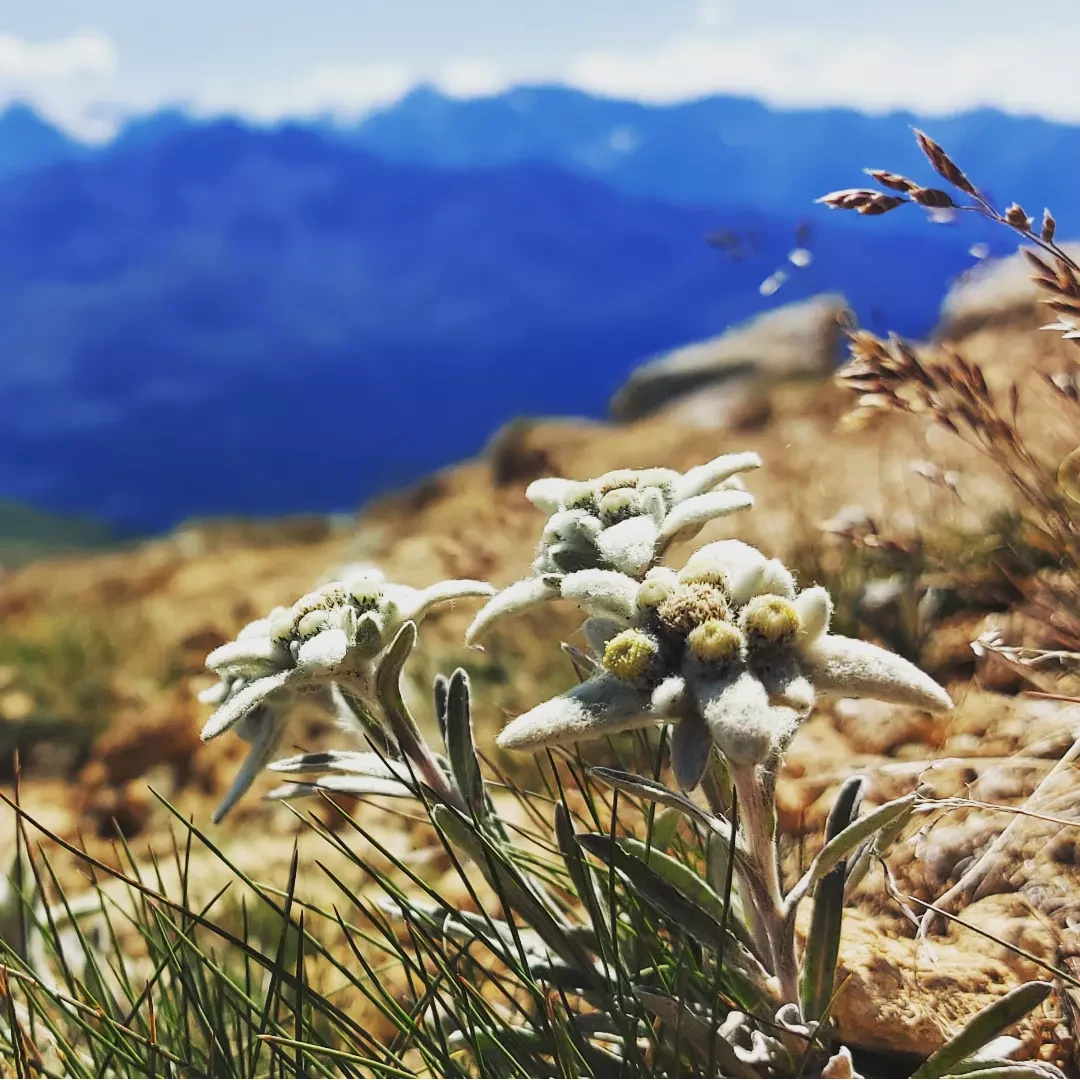 ufuk_kupcuk's tweet photo. Switzerland's national flower
#edelweiss #flowers #bergblumen #flowerpower
#herrlicheberge
#heimat
#bergliebe
#bergwandern #bergpic
#beautifulmountains
#bergfieber #bergweg
#myswitzerland #schweizeralpen #schweiz #swissalps #magicmountains https://t.co/knMDiBgrP3