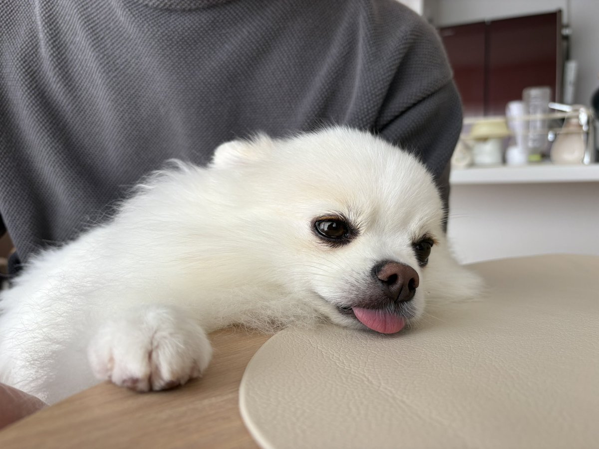 pome_tenkun's tweet photo. ニホンベロアザラシ
主な生息地:飼い主のお膝の上 https://t.co/TyE0GUAltK