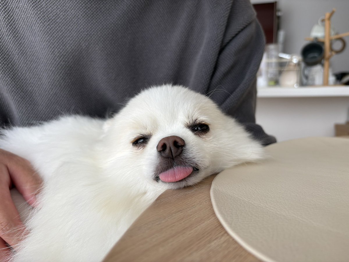 pome_tenkun's tweet photo. ニホンベロアザラシ
主な生息地:飼い主のお膝の上 https://t.co/TyE0GUAltK