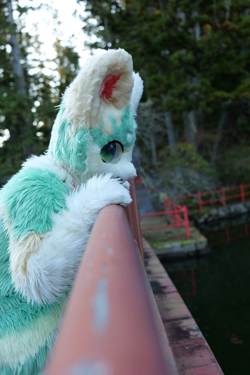 neos_moff's tweet photo. #FursuitEveryday 
#寺もふ10 
お魚いるかなー？

📷@shirochoco_03 https://t.co/0Hf8Tg0qwT