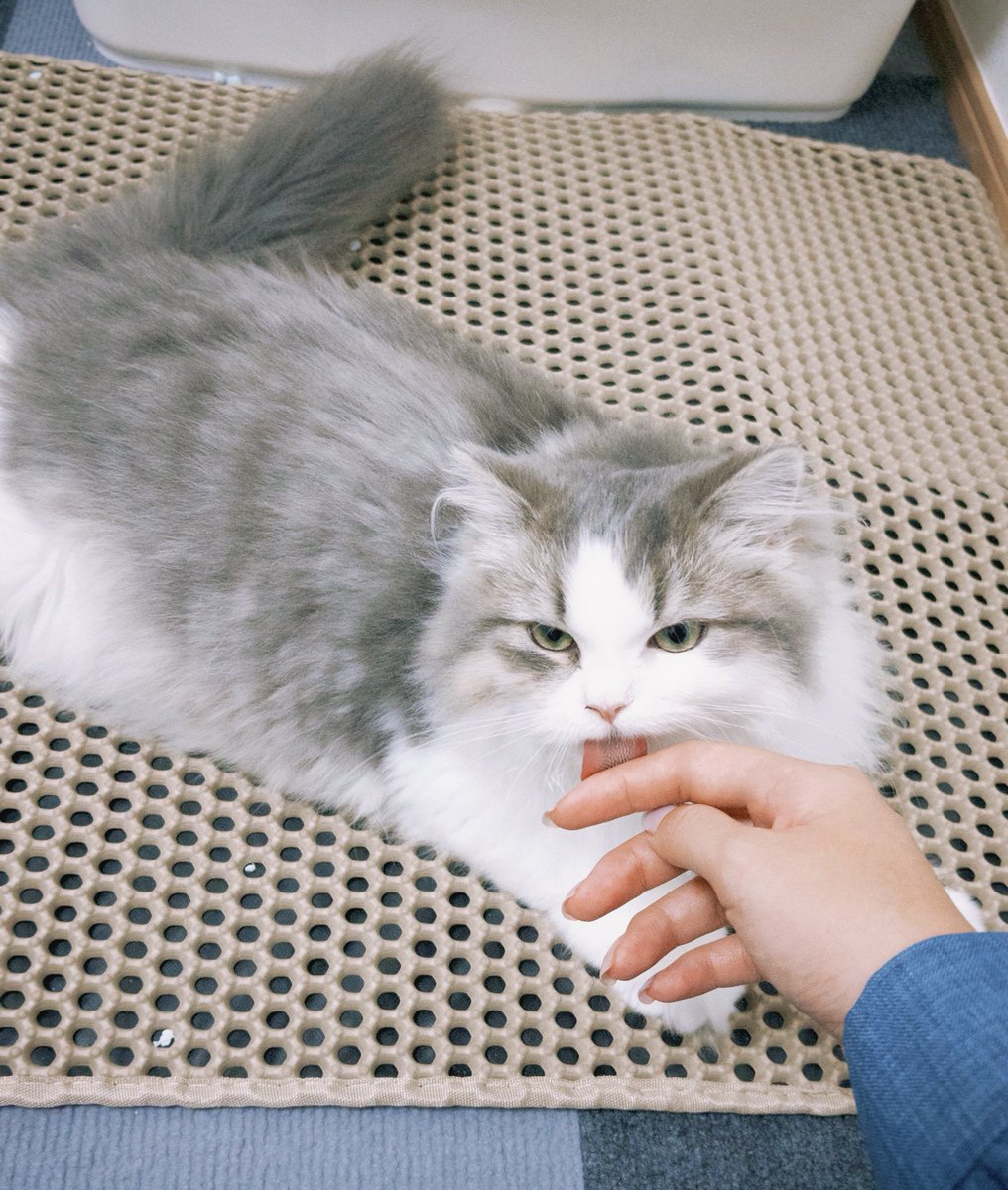 tmtm1231_la's tweet photo. 自分の毛づくろいをすませたあと 当然のように私の手までぺろぺろしてくるねこ
毎朝いっしょに身だしなみを整えてくれます https://t.co/jgB1m7QZjj