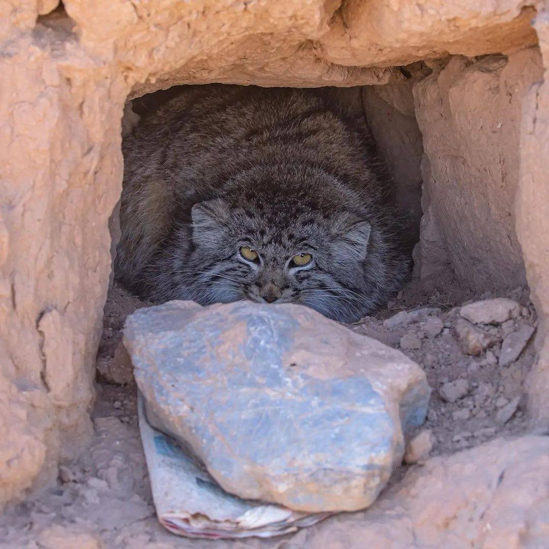 nemo_patiens's tweet photo. Manul morning. https://t.co/QHxUQc0T6q