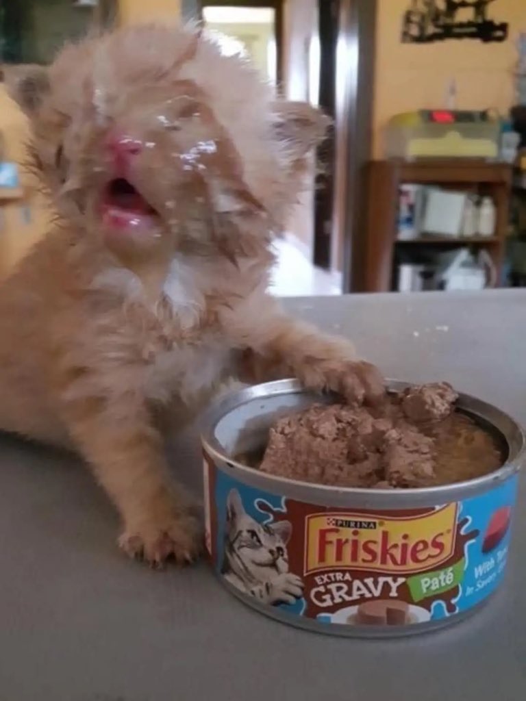 BestOfMeow's tweet photo. Lost in sauce https://t.co/eXupwGtg1P