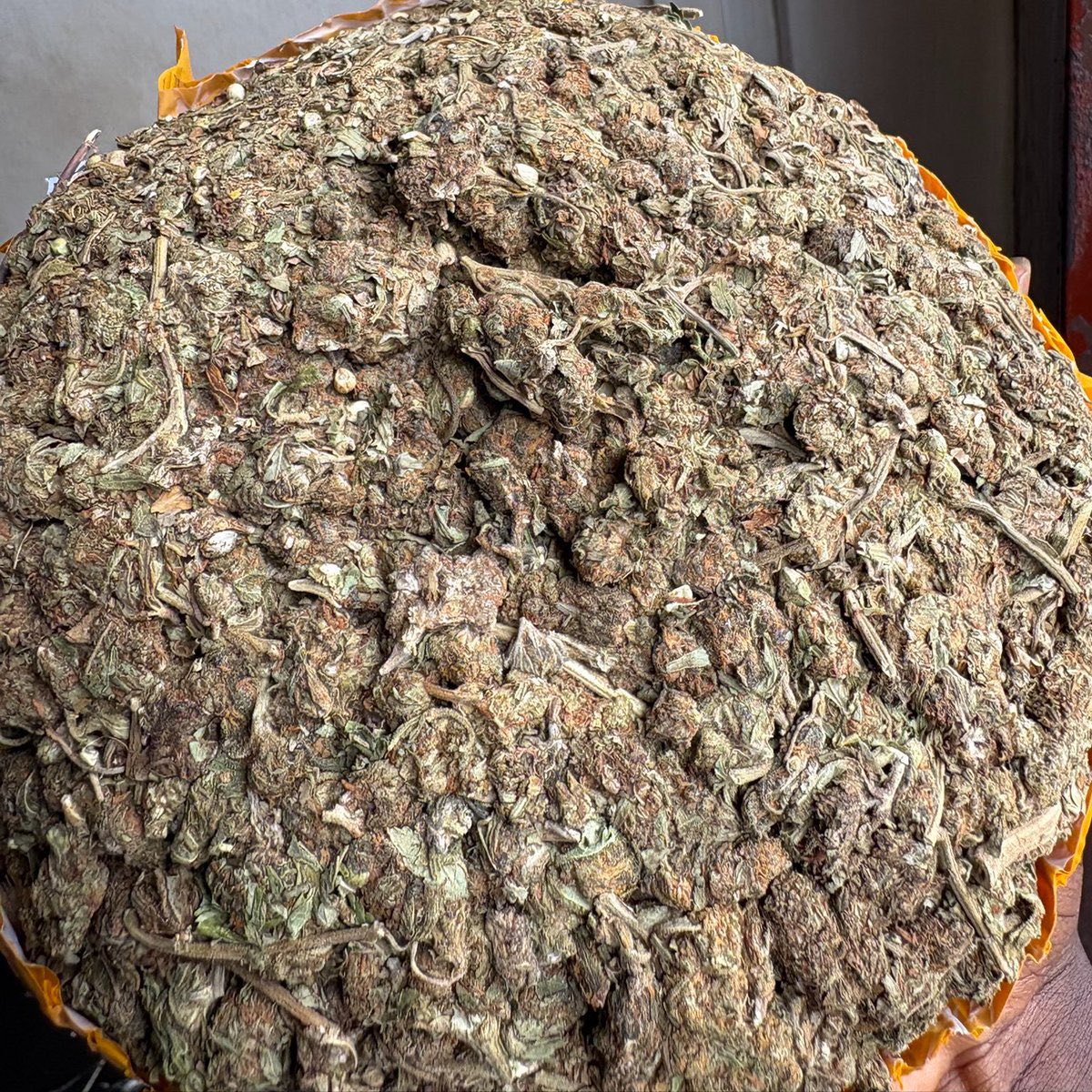 FarmCalikush's tweet photo. No Crime if anyone Smokes Scottish. Got Many Customers that Demand Scottish Gold from me Daily.@Smigglesssss419   Sells Ounce / Half Ounce. ONLY.   30k for 1 ounce Scottish Gold to the World https://t.co/C8oISDi00x