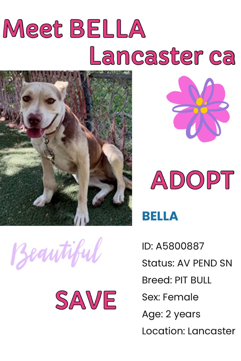 SarahjaneGille1's tweet photo. 9/28 Hello 👋 I Think I’m Darn PRETTY” I’m BELLA 🆔 #A5800887   Female  2yrs old #Pitbull  I’m available @AnimaLancaster #california Entered 9/14 HELP PLEASE “ You & I FOREVER” 
#REPOST 🟰 #SAVING 
All dogs need to be seen noticed viewed liked attention promoted #SHARE Hopefully gets a NEW 📸!
Contact:
5210 West Avenue I Lancaster, CA 93536 (661) 940-4191 acclancaster@animalcare.lacounty.gov
@mapleveewesem @SabaMekaZeus @LilaFlw @Iza_2021 @Timber_MT @RLA_1976 @itsadogslifersq @SueGillmeister @MarjonQ17isBACK @Rachian14148371