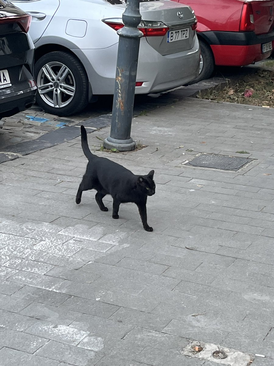 karin_mash's tweet photo. 街中にいた猫ちゃん🐈‍⬛🐈🇷🇴🇲🇩 https://t.co/wckpkMA9n4