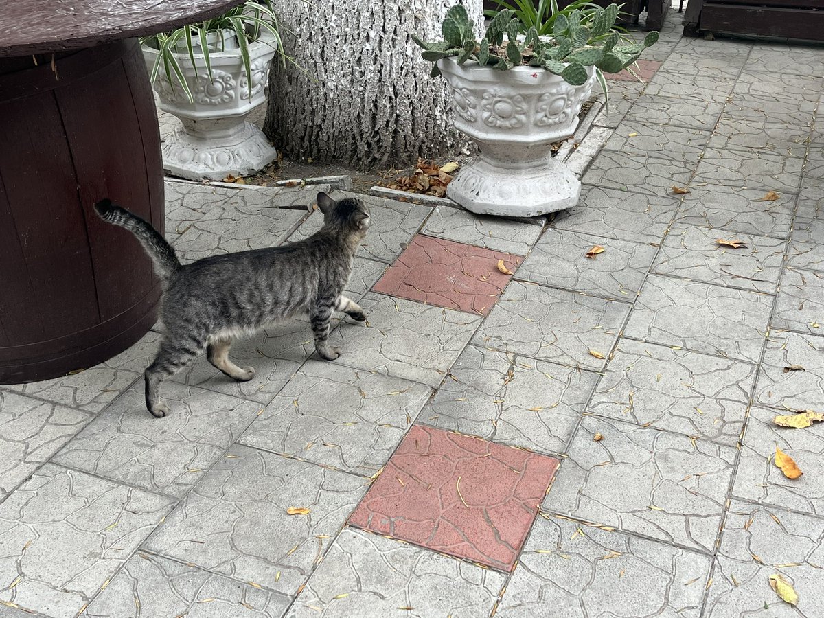 karin_mash's tweet photo. 街中にいた猫ちゃん🐈‍⬛🐈🇷🇴🇲🇩 https://t.co/wckpkMA9n4