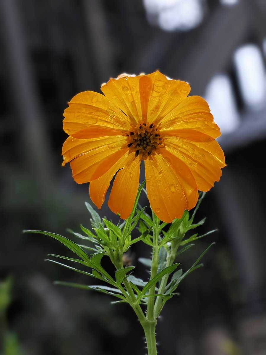 haciwar's tweet photo. おはようございま~す(*^^)☂
気温差等で体調崩さないよう
気をつけてくださいね🤲🏻💖
良い１日を〜😊🫶🏻🧡🌿💧🍀

#キバナコスモス🌼  #公園  #雨の日
#TLを花でいっぱいにしよう https://t.co/EN6SxCRlj3