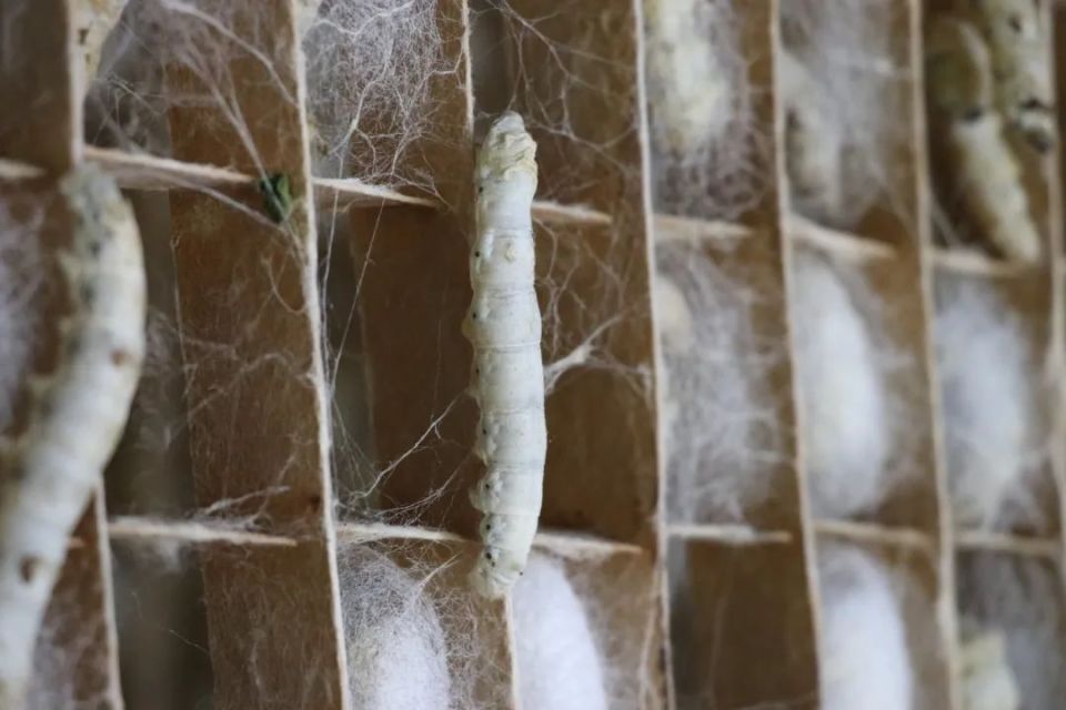 leoho_ward__25b's tweet photo. Just watching a silkworm break free from its cocoon—no more being tied down by the small, boring brown silk cocoon. https://t.co/XknFTLtSl4