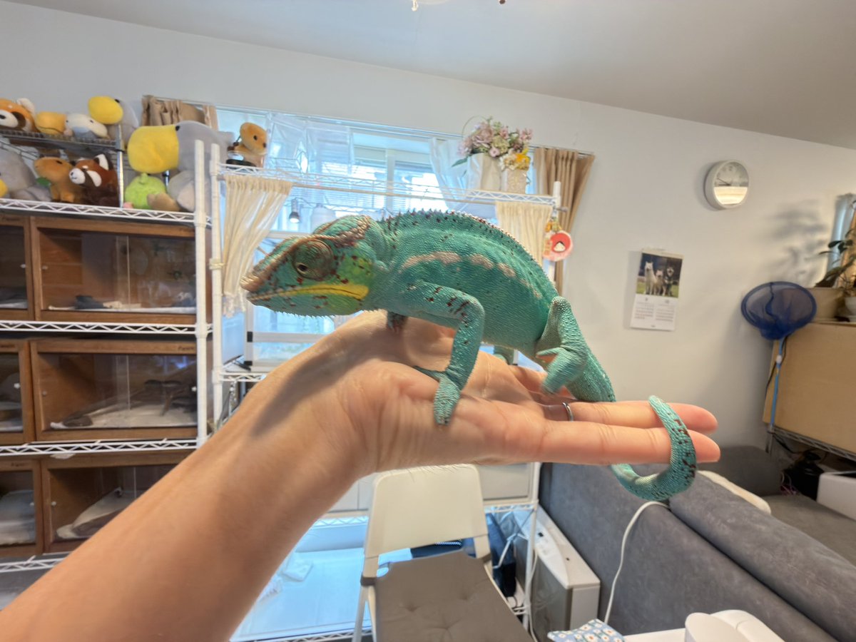 rinmei_g's tweet photo. カメレオン可愛いよ😊
#カメレオン 
#cameleon 
#爬虫類 
#reptiles https://t.co/CTaVFg6XtO