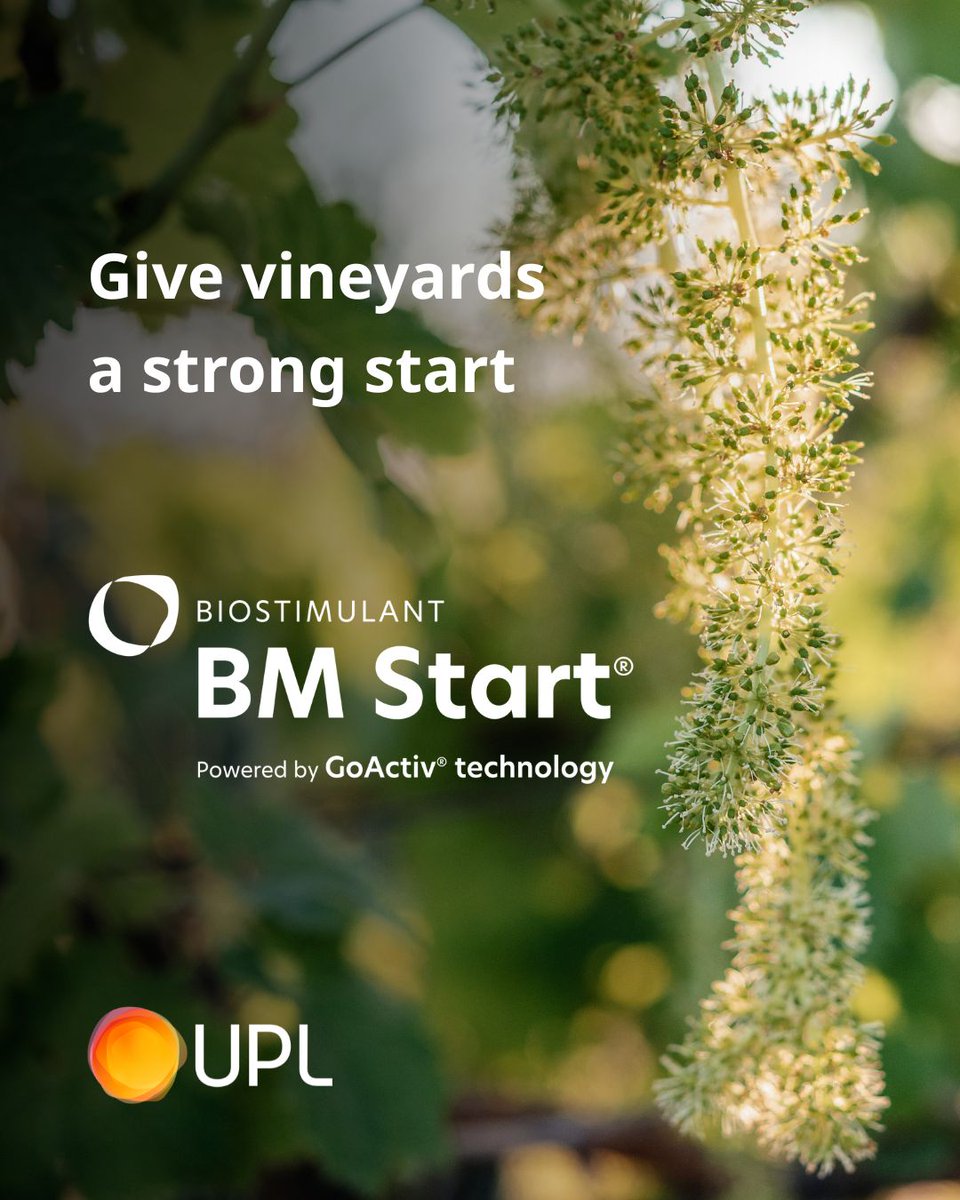 UPLAUSLtd's tweet photo. 🍇 Have you included #BMStart® in your spring vineyard program?
Spring growth places greater demands on vines. BM Start® with #GoActiv® supports natural shoot growth &amp; even bunch development through this key stage.
#UPLLtd #OpenAg #Biostimulant https://t.co/DcAYhT6wMy