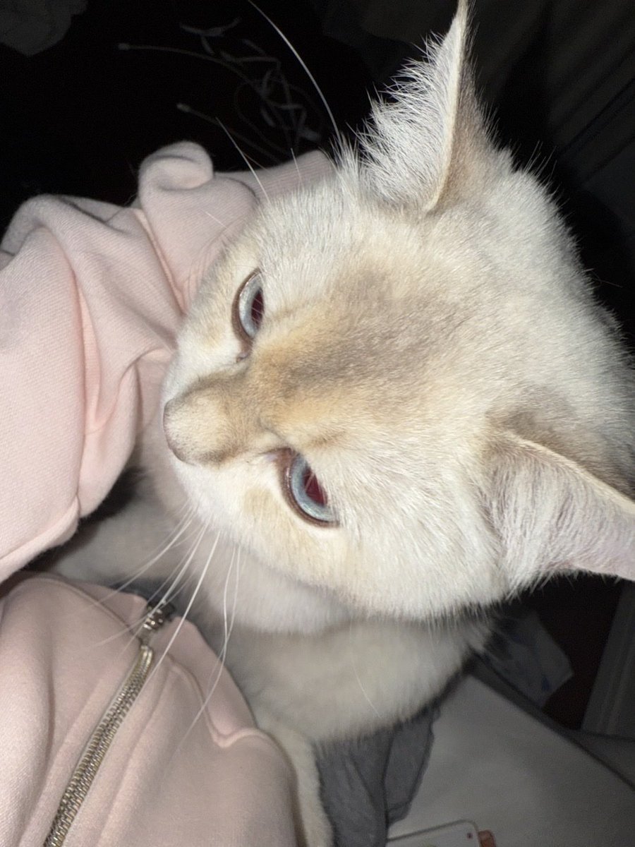 sxxris's tweet photo. かまってちゃんかわいいね https://t.co/D08dKySNn8