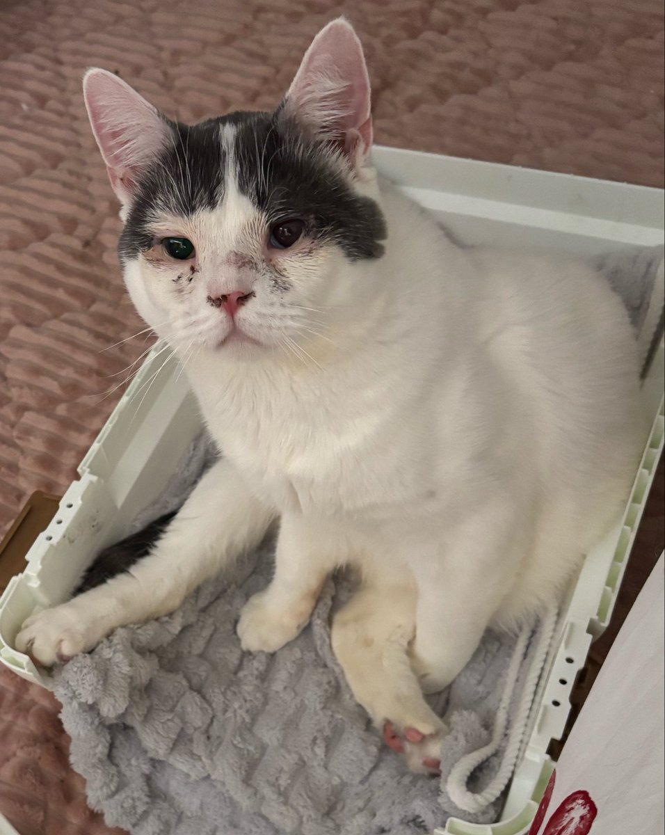 ranxwhite's tweet photo. れちもスコティッシュフォールドで保護猫だったんだけど、ラナもそうで、スコちゃんって鳴き方、「おんみょーん」とか、触った時に「ンン？？」みたいな声なのかなみんな🤔
れちとラナがたまたま似てる鳴き方���だけかな？
#スコティッシュフォールド
#みんなのスコちゃん見せて下さい
←レティティア→ラナンキュラス
2人の共通点は男の子、立ち耳、保護猫で目に炎症があることと、アレルギーがあること
2人とも肉球は手足全部ピンク🐾

それからすぐゴロンするし、ゴロゴロの声が大きくてよくふみふみする、独特なかわいい鳴き声、「ンﾝ？」が本当に似てる🤍♠️
れちみたいな真っ白なスコちゃんは珍しいのかな？
ハチワレの♠️頭で横髪がチャームポイントのラナも珍しいけど