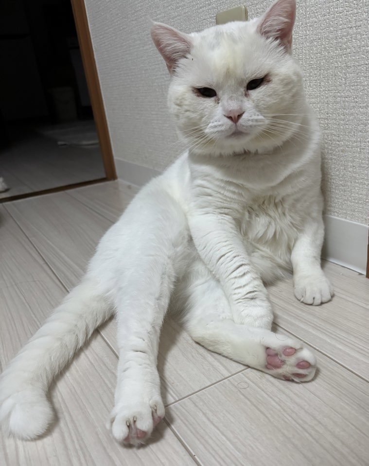 ranxwhite's tweet photo. れちもスコティッシュフォールドで保護猫だったんだけど、ラナもそうで、スコちゃんって鳴き方、「おんみょーん」とか、触った時に「ンン？？」みたいな声なのかなみんな🤔
れちとラナがたまたま似てる鳴き方���だけかな？
#スコティッシュフォールド
#みんなのスコちゃん見せて下さい
←レティティア→ラナンキュラス
2人の共通点は男の子、立ち耳、保護猫で目に炎症があることと、アレルギーがあること
2人とも肉球は手足全部ピンク🐾

それからすぐゴロンするし、ゴロゴロの声が大きくてよくふみふみする、独特なかわいい鳴き声、「ンﾝ？」が本当に似てる🤍♠️
れちみたいな真っ白なスコちゃんは珍しいのかな？
ハチワレの♠️頭で横髪がチャームポイントのラナも珍しいけど