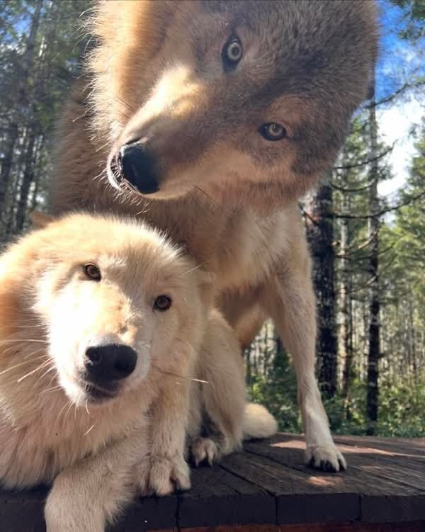 Rustythewuff's tweet photo. Me and who?? :3 https://t.co/p19YPUAazg