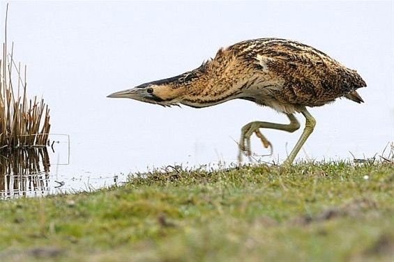 tired_ibis's tweet photo. such a goofy goober, so evil..... what r they plotting.... https://t.co/bKKjF62syj