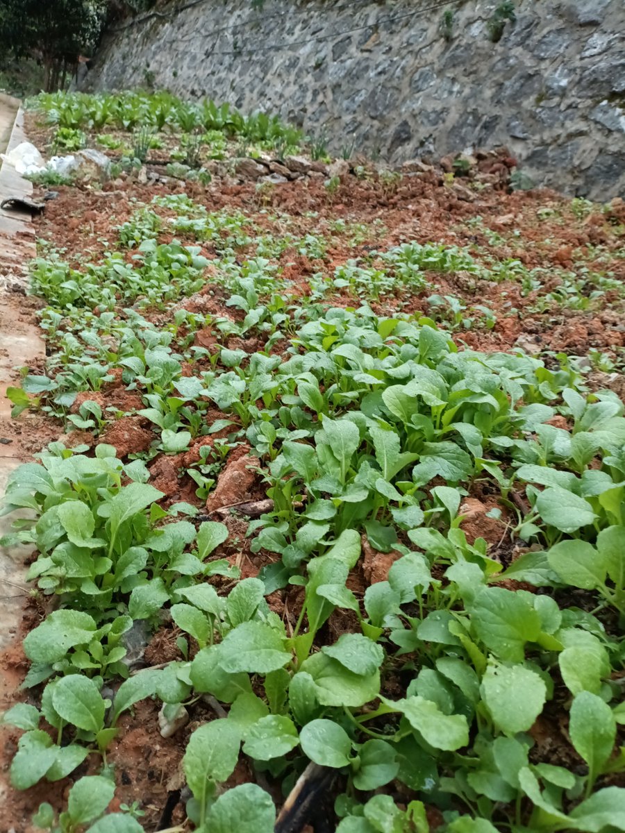 Jjj01318416's tweet photo. [We use our new creative tools to help young plants grow healthily and vigorously]， https://t.co/M7EMz9jXRN