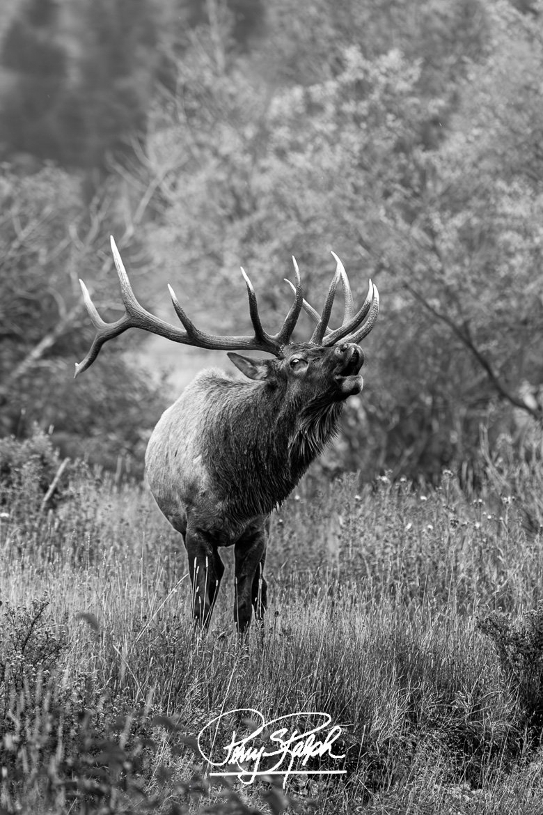 perryralph's tweet photo. QP  - The Rut Is On!
#MonochromeMonday 

"Bugle Boy in B&amp;W"  

September is the month of the Elk Rut in Colorado.  A bull elk bugles to the impress the cows and scare off the other bulls.   #Colorado #ElkRut https://t.co/5ukjfYlb3k