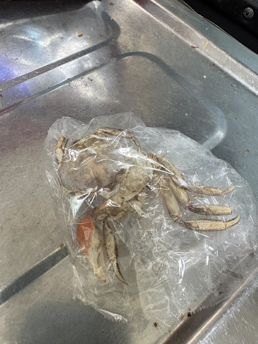 ABC999ABC999KDP's tweet photo. カニくんが(2代目)脱皮してて久しぶりにびっくりした。
先代の脱皮したのは保管してて、今さっき思い出して見てみたら、他の荷物が当たってて少し壊れてたけど、まあまあ綺麗に残ってた。 https://t.co/yTWDn9LWnv