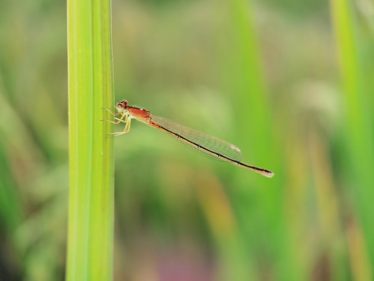 meet_dolor__29f's tweet photo. At the northern bank, a dragonfly rests on glutinous rice—small, sweet vibes in every frame.， https://t.co/RIWy0ZnudJ