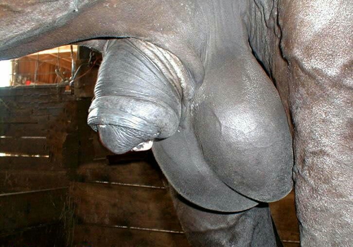 vorehorse's tweet photo. A lot of you thursty sluts need to come take a drink https://t.co/XjkBK7w6b2