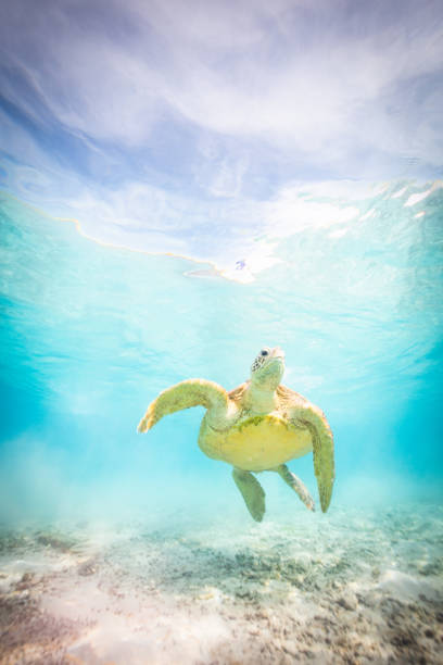 ApodacaGaldjfs's tweet photo. 花畑大喜び🌼🐱 https://t.co/ZsAq1SvrjH
