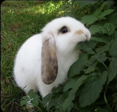 bunnyrabitsworm's tweet photo. why so akward bunny https://t.co/qoTWS7hRtw