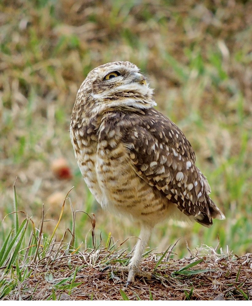 MMartaMonaco's tweet photo. Coruja buraqueira 
Burrowing Owl https://t.co/gjDCJgCvlc