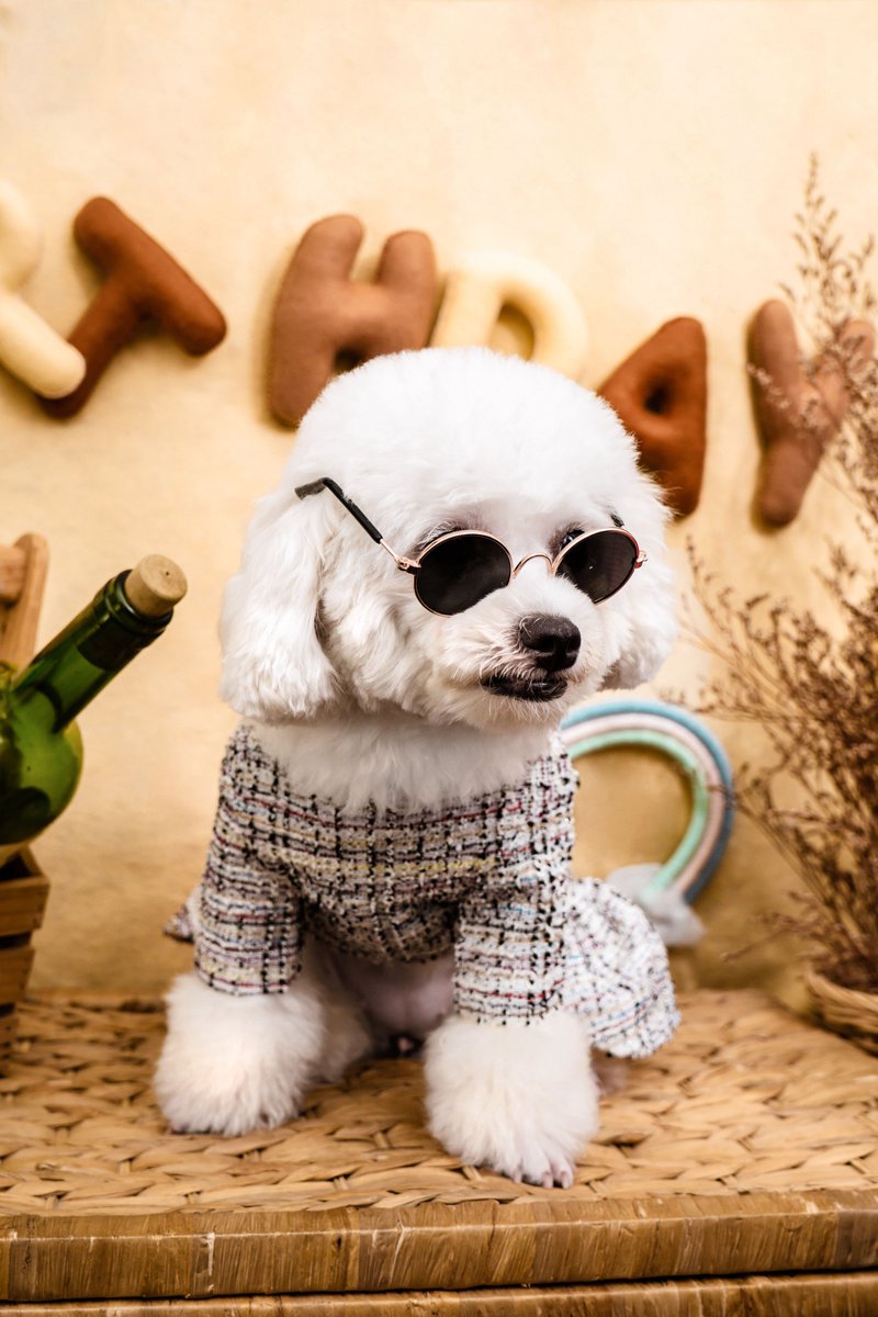 Jacksdogshop tweet picture