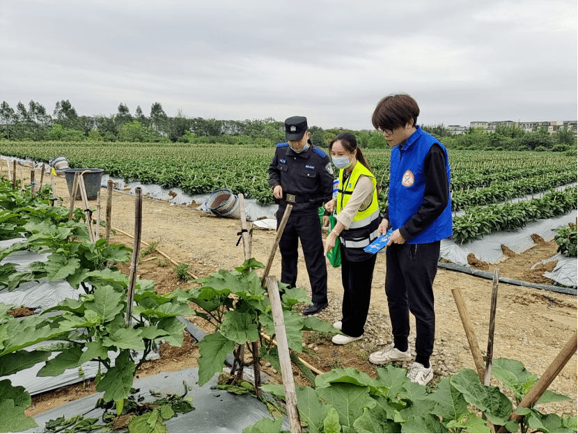 cT3rsIIEBVTyIdd's tweet photo. "Unexpectedly found 倭蚜 (wooly apple aphids) in the 漳 (zhang) region, the 碌 (lu) work of pest control teams is shining bright, with 磊 (lei) of efforts going into protecting crops!"， https://t.co/FQZc7A3PYd