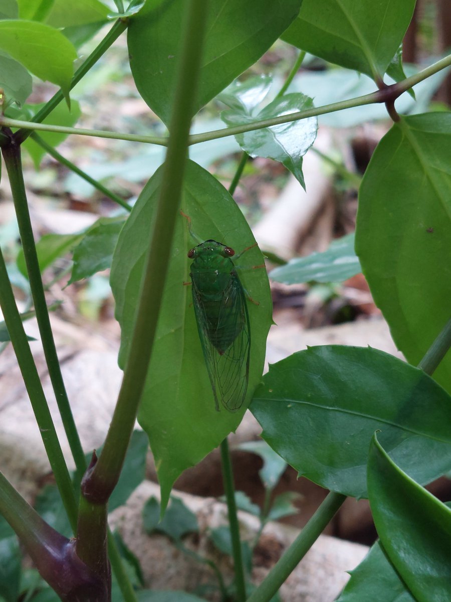 yuqquH9500VRDuS's tweet photo. Wait, how does the female cicada relate to screening supplies in Yun County That's a curious rural note! https://t.co/KSznzHT7WI