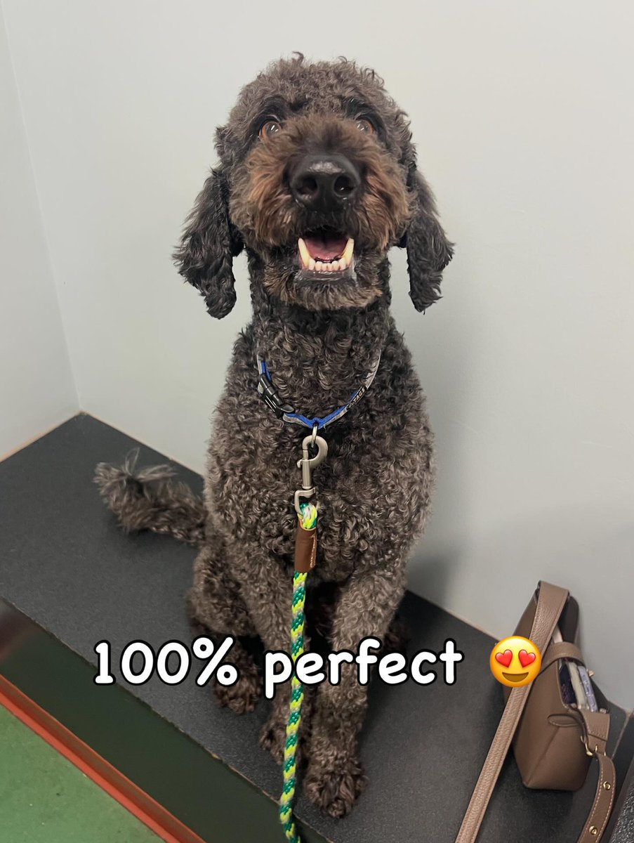 FerdinandDlk's tweet photo. Just a few of the sweet pets I’ve cared for recently! https://t.co/hBu6JQl46j