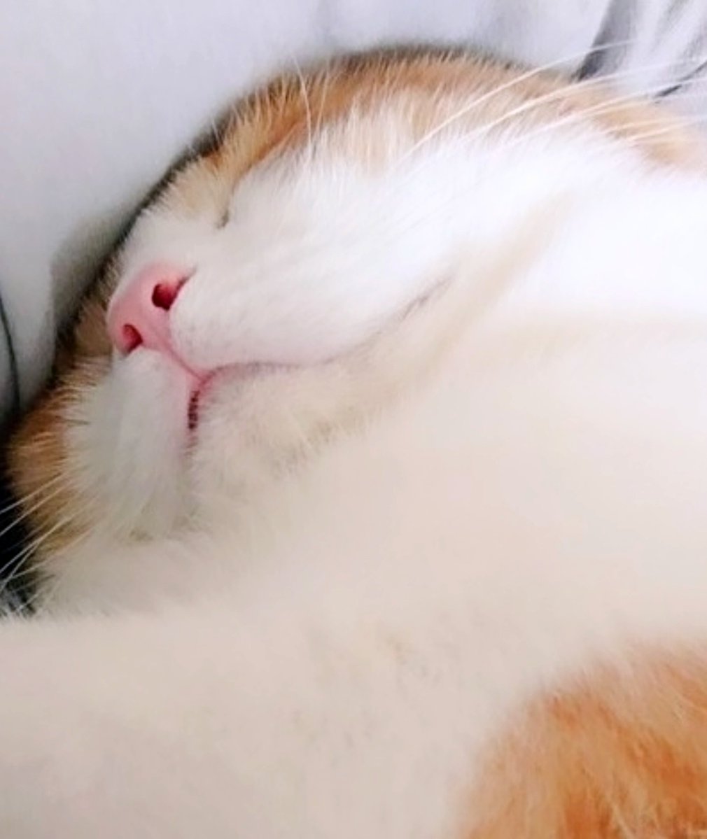 ochamarusan0126's tweet photo. もふもふ頭突きスヤスヤ https://t.co/Q8STyUMEaA