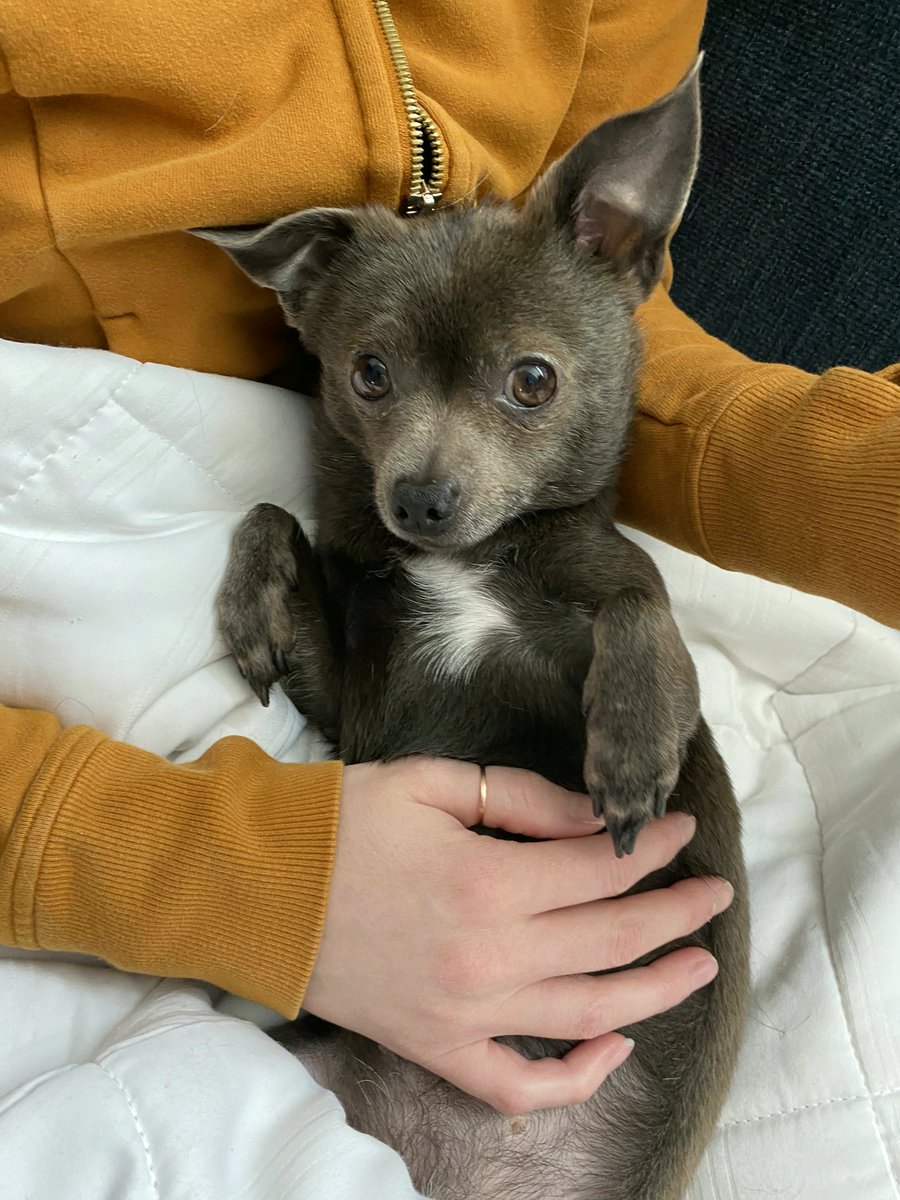 carreguytin's tweet photo. Not sure if she’s a little bear or puppy dog [OC]
#Memes #Tuần https://t.co/Ds5KgKYEmW
