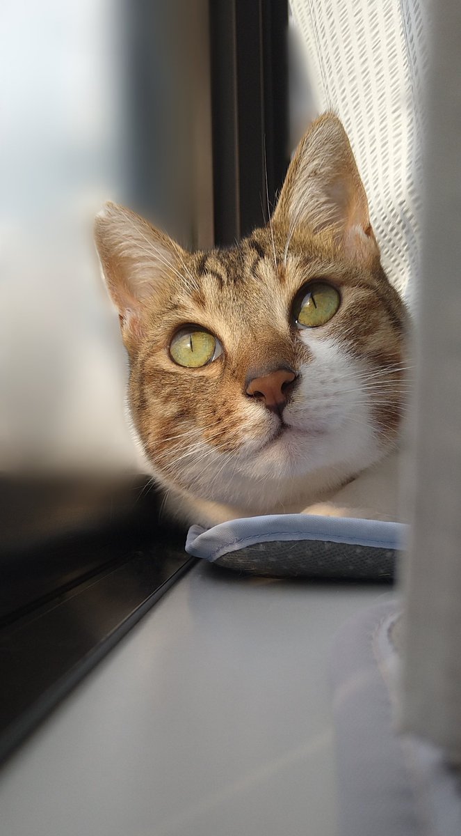 WhitEMan9wonS's tweet photo. 少しだけ日差しが出た時の、ご機嫌アルさん。
早く晴れの日がくるといいね〜

#猫のいる暮らし #猫好きさんと繋がりたい https://t.co/W7rB5Tcz5m