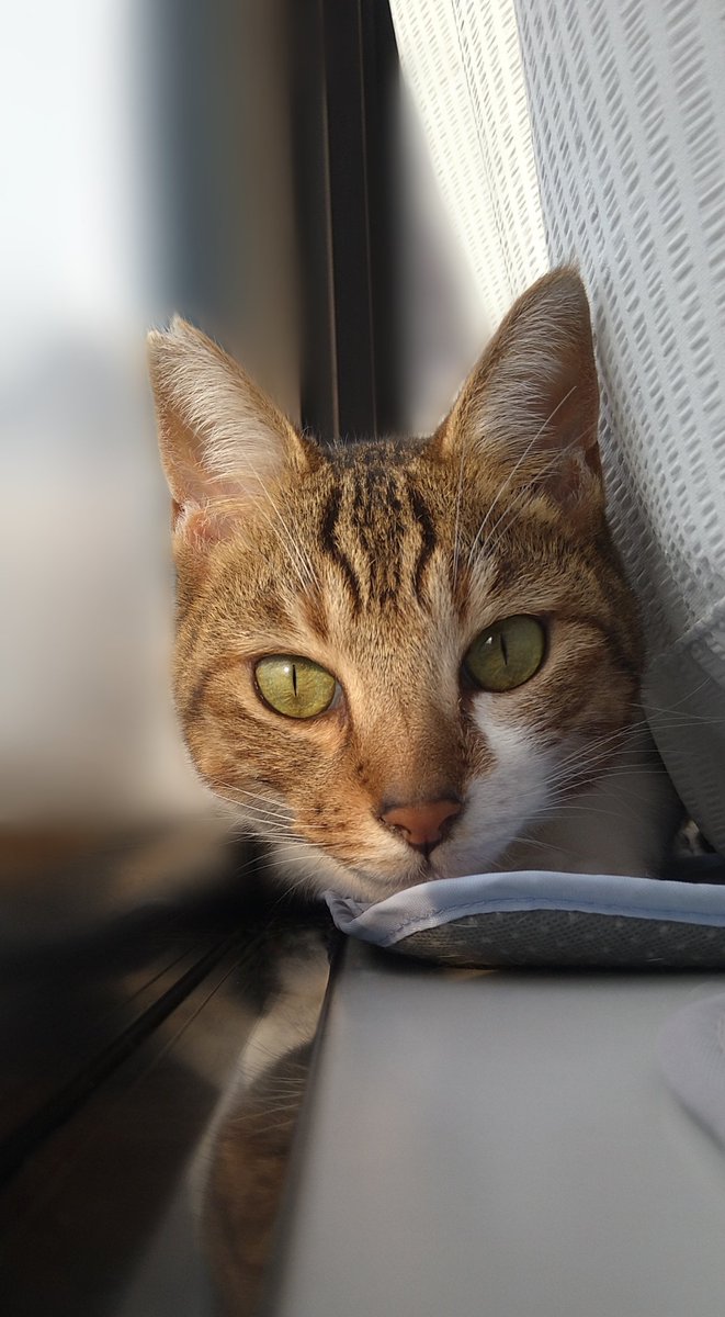 WhitEMan9wonS's tweet photo. 少しだけ日差しが出た時の、ご機嫌アルさん。
早く晴れの日がくるといいね〜

#猫のいる暮らし #猫好きさんと繋がりたい https://t.co/W7rB5Tcz5m