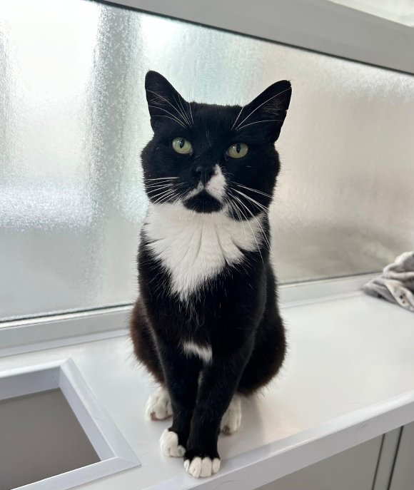 team_greenacres's tweet photo. 😺Please share Buster during #rehomehour to help him find his forever home😺 https://t.co/Ok4ieUsKpT