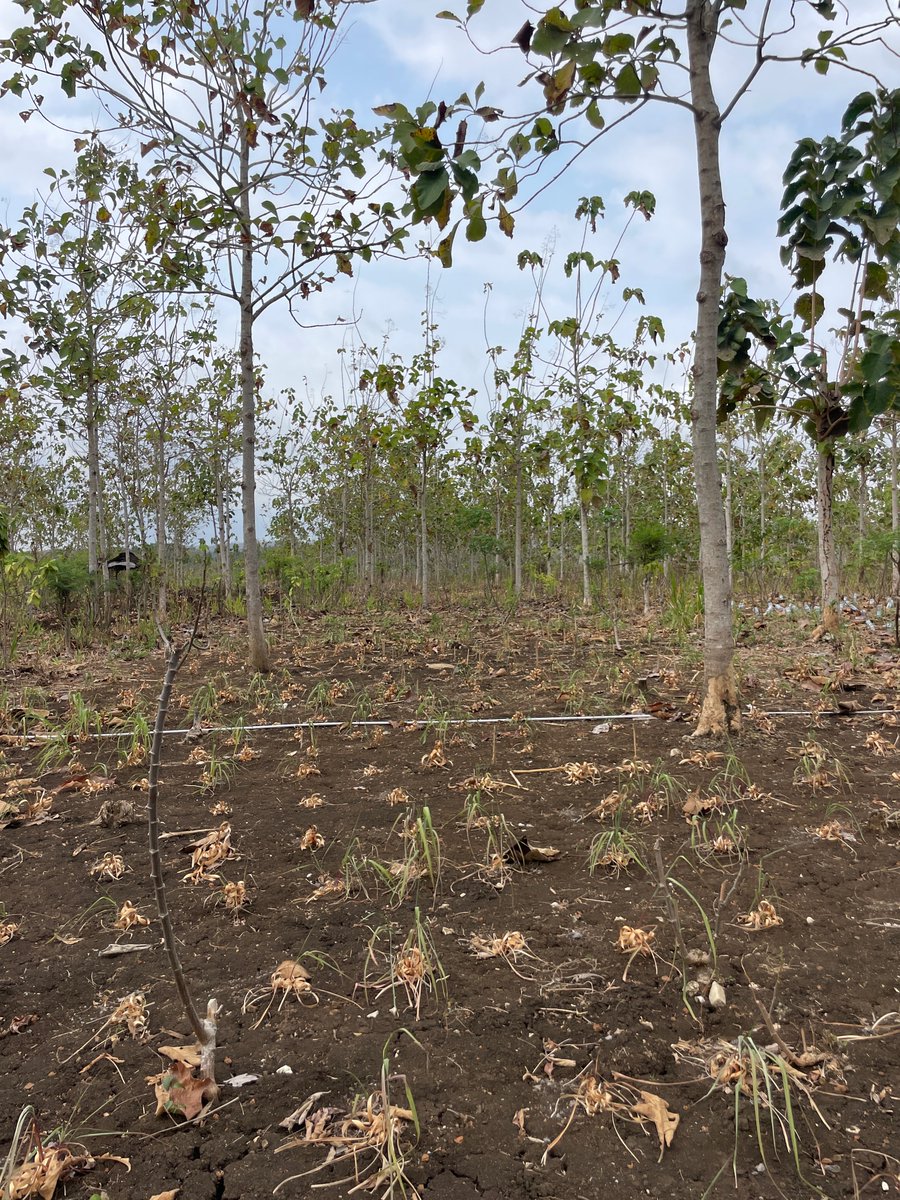 CrawfordFund's tweet photo. 🌿🫚 2026 #NextGenAg4D Student Awardee Ellen O’Brien @UTAS_ is in 🇮🇩 Indonesia exploring how under-canopy crops like turmeric and lemongrass can diversify community forestry, add value and increase farm income. 

Learn more: https://t.co/DIEX2JIdgn https://t.co/Mt4zpQrEO4