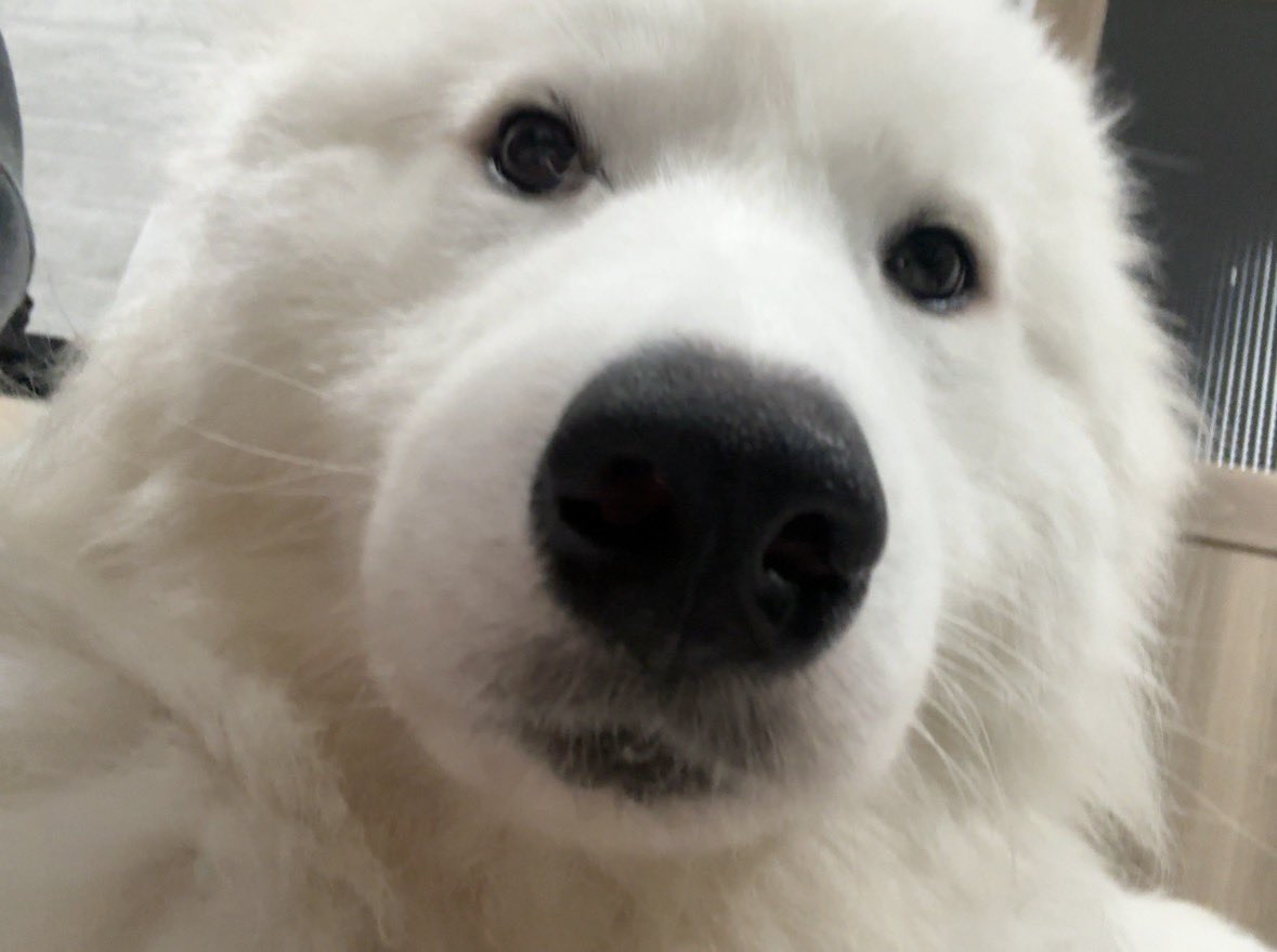 sadaharu__0905's tweet photo. 人間みたいな顔やめてww

 #サモエド   #人面犬 https://t.co/H8cUS59aXw
