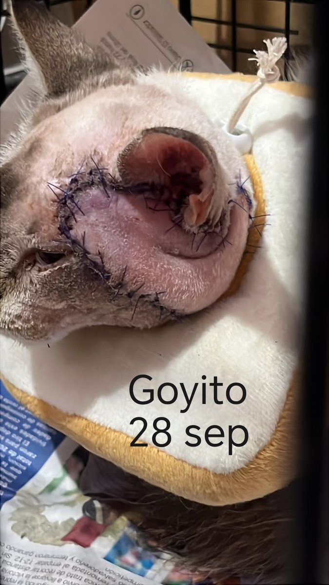 lyssitta's tweet photo. Goyito 🐈
#casopropio
#gusanobarrenador

Goyito es un gatito que rescate el 25 de septiembre , se ingresó a Veterinaria el 26 sep
Ya tenía gusano barrenador en el área a donde tenía el colgajo , ese mismo día se le hizo cirugía 
Gracias en nombre de él a las personas que en la publicación de ayer mencione que me han apoyado con el pago de la vet 🫶🏻🙌🏻 
Ahora se suman
🐾 NORMA MOLINA $40
🐾 ANÓNIMO $15

Para ahora 28 de septiembre se han abonado gracias a uds $181 🙌🏻 

Oro y miel a sus manos 🙏🏻 🙏🏻 🙏🏻 

✅ Cirugía de colgajo ,consulta , castración y 7 días de post operatorio salen $225, más $12 del hemograma y $8 de la donita , hacen un total de $245

Para tener el pago completo FALTAN $64 ‼️  🥺

Dejo nuestras formas para  ayuda 👇🏻
🐱 BRENDA MENDEZ
🐾 Banco Agrícola 
🐾 Cuenta de Ahorro 
🐾 3280504740

🐶 LISSETTE SANCHEZ PALOMO 
🐾 BANCO DAVIVIENDA (EL SALVADOR )
🐾 CUENTA DE AHORRO
🐾 775541628030

🐾 ZELLE por mensaje

Puede escribirme al DM o mi WhatsApp +503 6681 0566 con Lys
