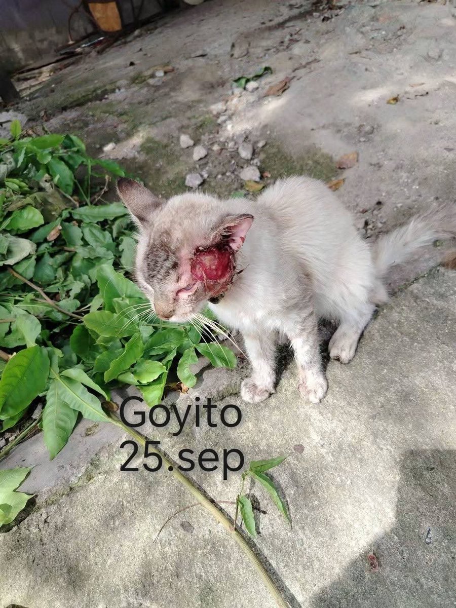 lyssitta's tweet photo. Goyito 🐈
#casopropio
#gusanobarrenador

Goyito es un gatito que rescate el 25 de septiembre , se ingresó a Veterinaria el 26 sep
Ya tenía gusano barrenador en el área a donde tenía el colgajo , ese mismo día se le hizo cirugía 
Gracias en nombre de él a las personas que en la publicación de ayer mencione que me han apoyado con el pago de la vet 🫶🏻🙌🏻 
Ahora se suman
🐾 NORMA MOLINA $40
🐾 ANÓNIMO $15

Para ahora 28 de septiembre se han abonado gracias a uds $181 🙌🏻 

Oro y miel a sus manos 🙏🏻 🙏🏻 🙏🏻 

✅ Cirugía de colgajo ,consulta , castración y 7 días de post operatorio salen $225, más $12 del hemograma y $8 de la donita , hacen un total de $245

Para tener el pago completo FALTAN $64 ‼️  🥺

Dejo nuestras formas para  ayuda 👇🏻
🐱 BRENDA MENDEZ
🐾 Banco Agrícola 
🐾 Cuenta de Ahorro 
🐾 3280504740

🐶 LISSETTE SANCHEZ PALOMO 
🐾 BANCO DAVIVIENDA (EL SALVADOR )
🐾 CUENTA DE AHORRO
🐾 775541628030

🐾 ZELLE por mensaje

Puede escribirme al DM o mi WhatsApp +503 6681 0566 con Lys