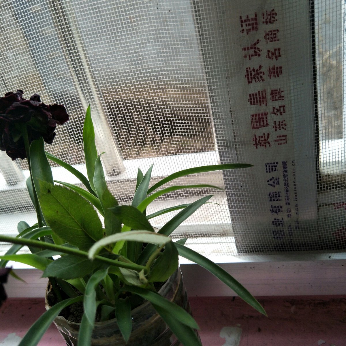 tyoon000's tweet photo. In the quiet of Chen (辰) season, the winter腊 cold lingers, but don't let that stop you from spotting a stubborn悍 little bug蚜 on your window sill! https://t.co/VajjkuiDDe