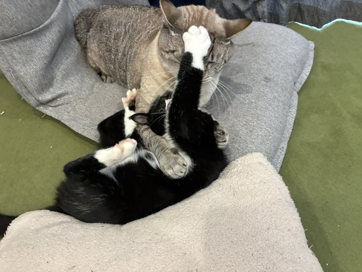 ___obonkobon's tweet photo. れにちゃん放牧するといつもこんな感じになるんだけど仲良くなれているのか……？ https://t.co/5JusOUkQEU